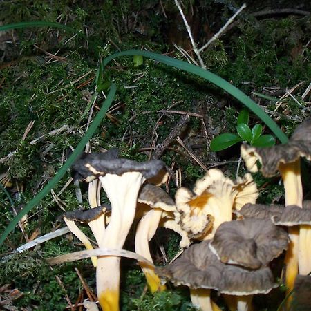 Hotel Camping Pineta Bielsa Zewnętrze zdjęcie