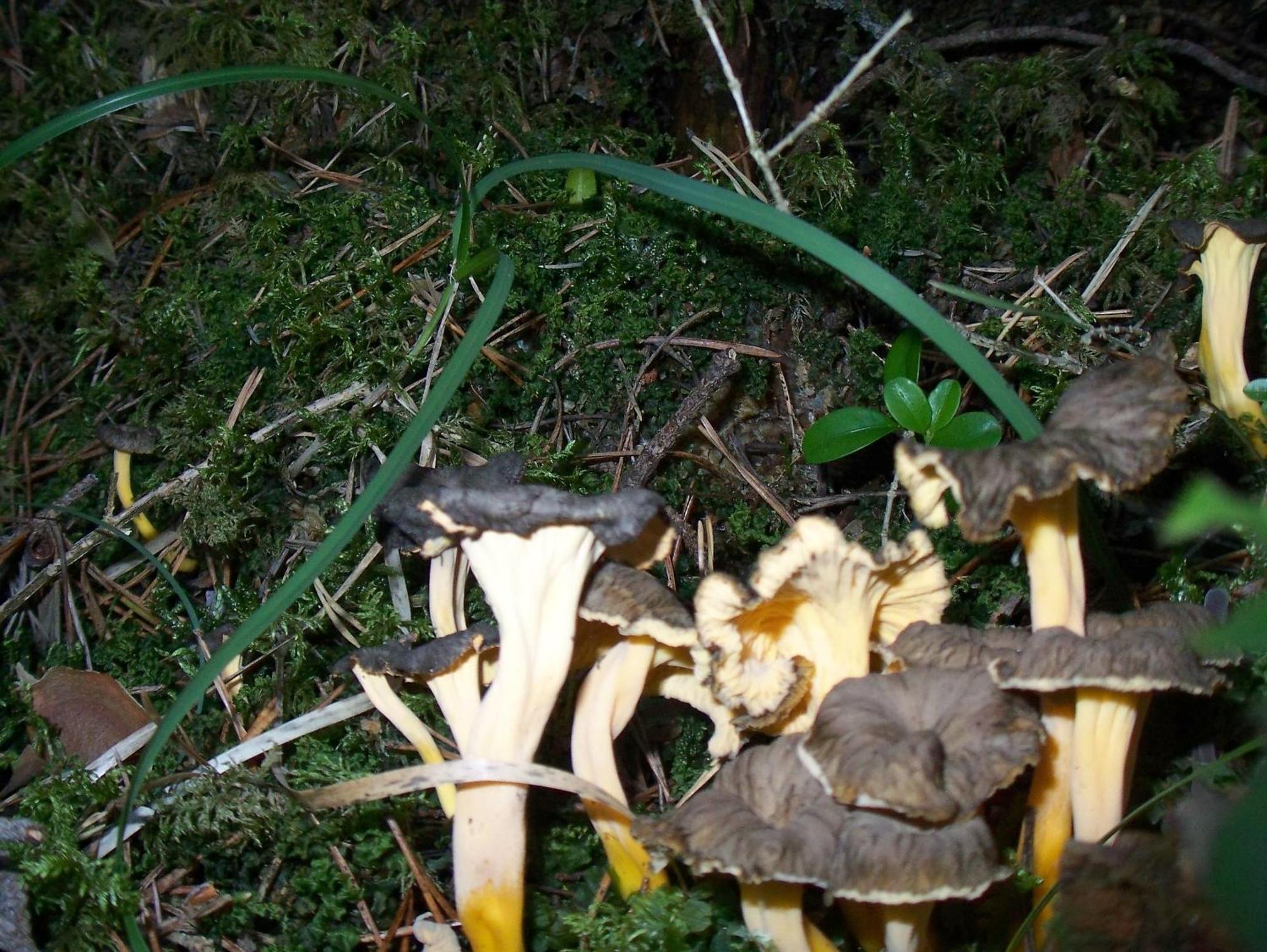 Hotel Camping Pineta Bielsa Zewnętrze zdjęcie